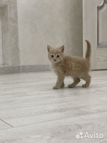 Котенок от тайской кошки цвета сил-поинт