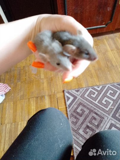 Крысята дамбо