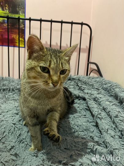 Кошка в добрые руки