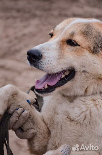 Отдам в добрые руки