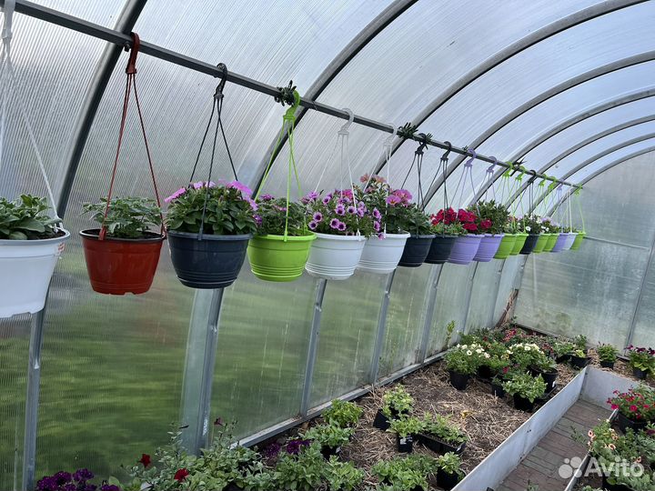 Рассада петунии