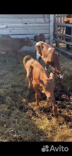 Телята бычки