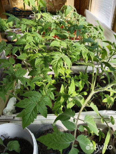 Рассада помидор