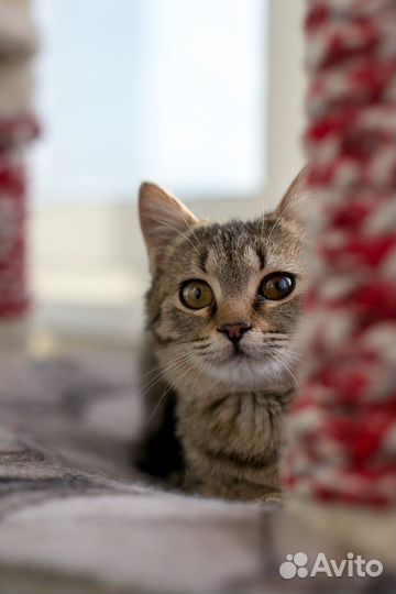Котенок Мила