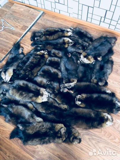 Шкуры соболь крупный