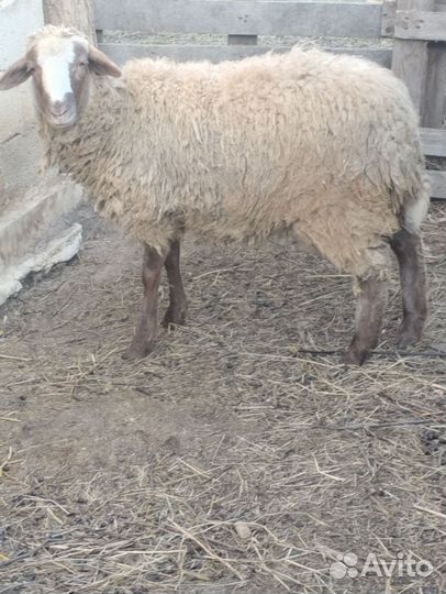 Овцы бараны ягнята
