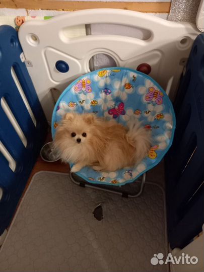 Померанский шпиц