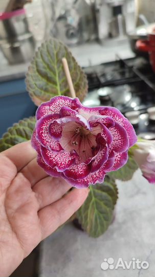 Глоксиния листики