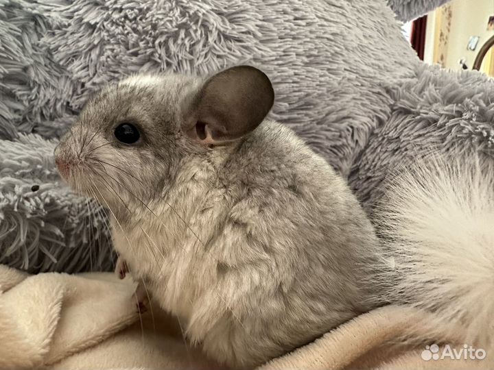 Шиншилла