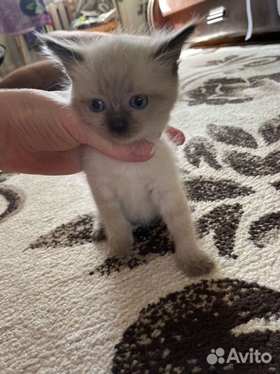 Тайские котята