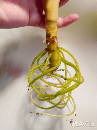 Аглонема Павлин