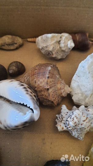 Натуральные камни и морские ракушки