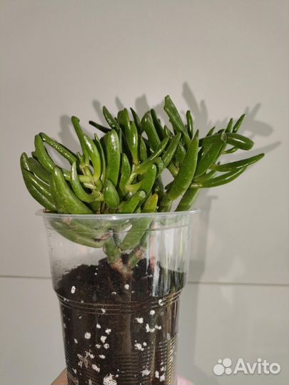 Крассула Хоббит