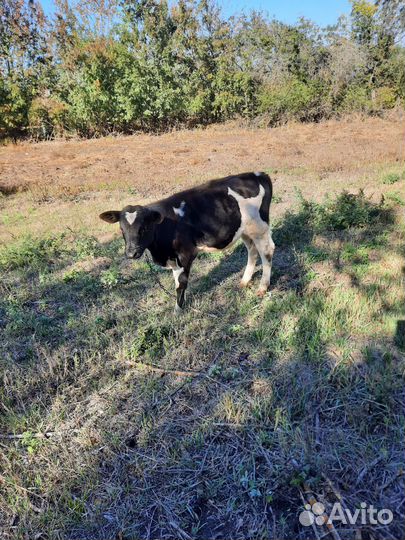 Продам корову с бычком
