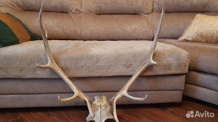 Рога оленя/ изюбря
