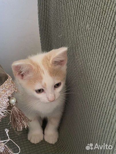 Котёнок в дар бесплатно