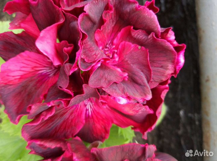 Герань королевская