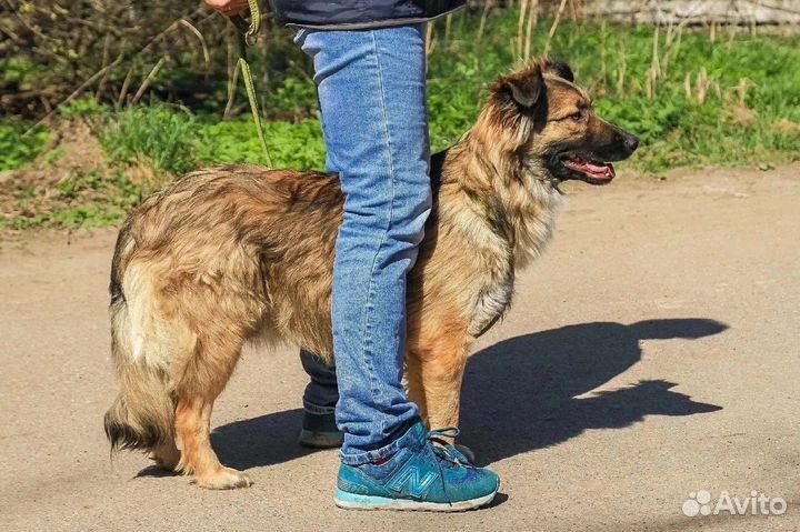 Прекрасная Кассандра ищет дом в добрые руки