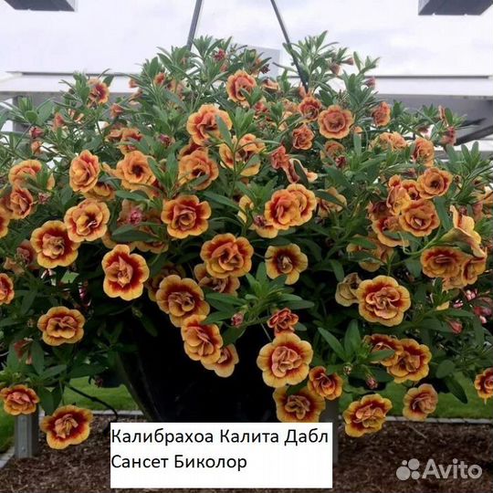 Укорененные черенки калибрахоа