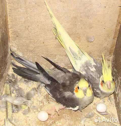 Кореллы выкормыши