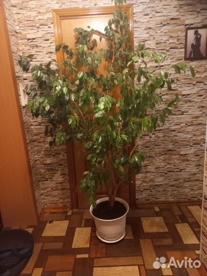 Фикус бенджамина большой