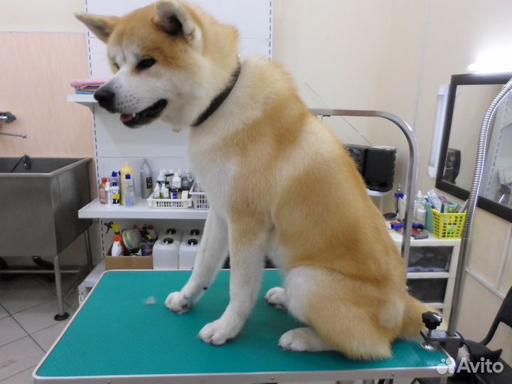 Экспресс-линька. помыть, вычесать собаку