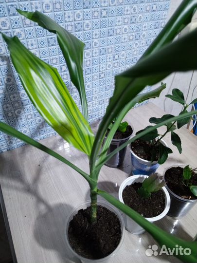 Продам цветы комнатные