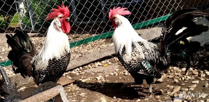 Инкубационное яйцо, петухи, молодки