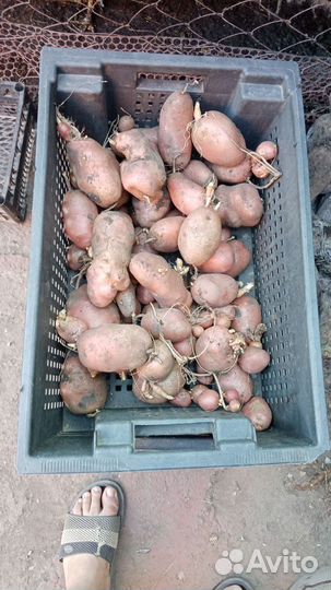 Картофель