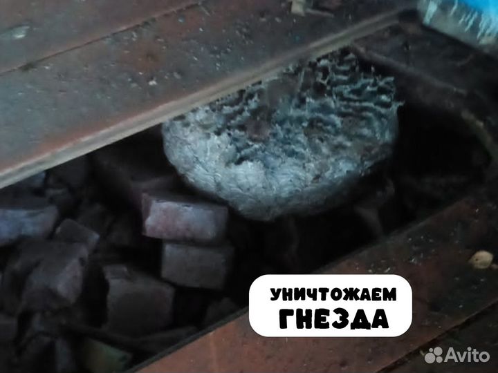 Дезинфекция, Дезинсекция в Лесосибирске