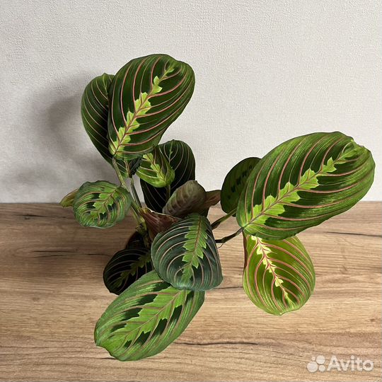 Маранта триколор