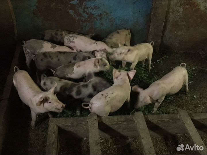 Поросята