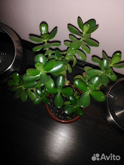 Толстянка (денежное дерево)