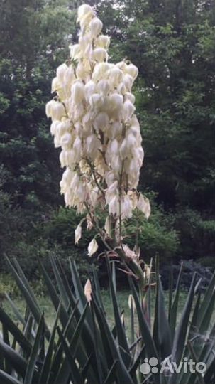 Юкка нитчатая