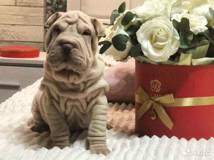 Щеночки шарпея