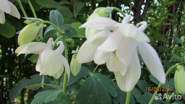 Аквилегия веерная alba nana