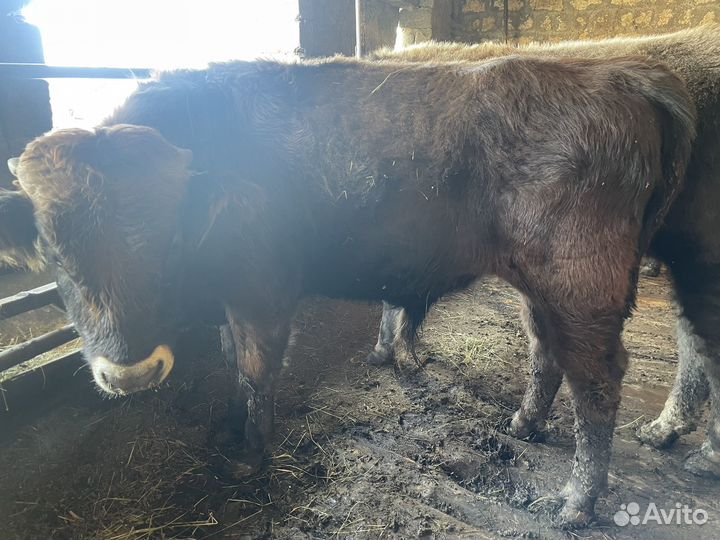 Бычок на откорм
