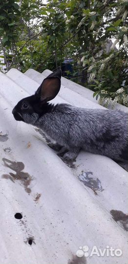 Продам кроликов