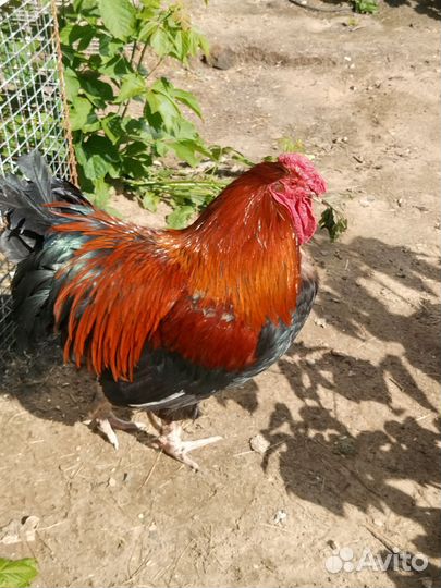 Петух маран