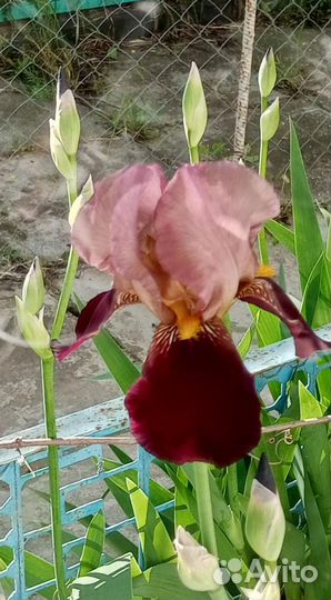 Ирисы саженцы