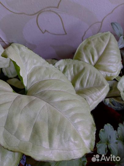 Толстянка,и другие цветы