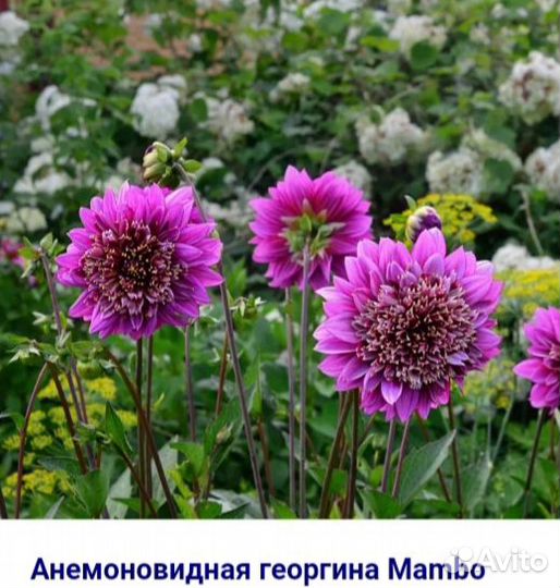 Георгины клубни