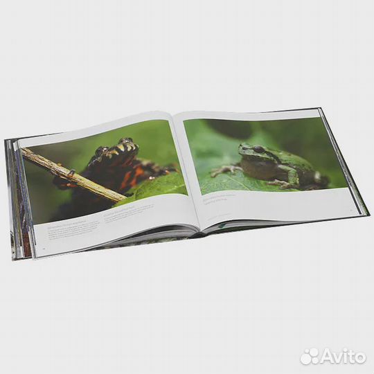 Дикая природа России / Wildlife in Russia Малеев В