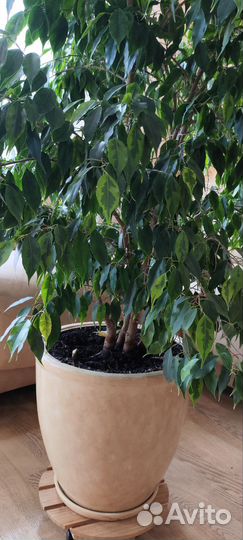 Фикус бенджамина