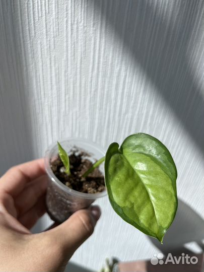 Эпипремнумы,филодендроны