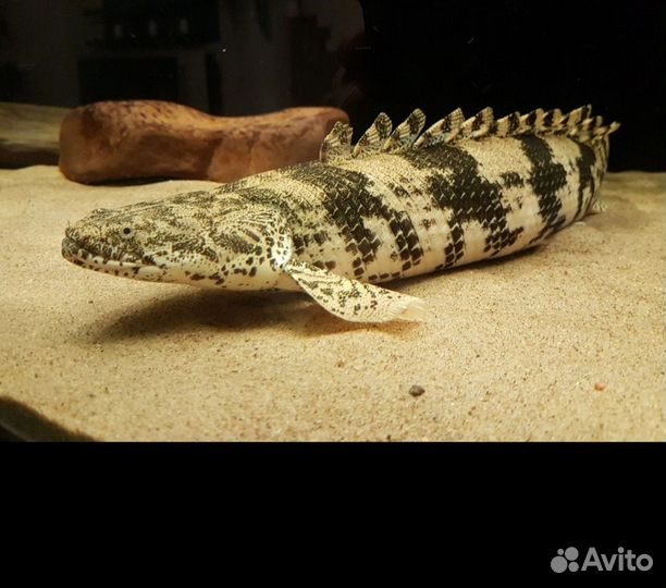 Полиптерус эндлихера