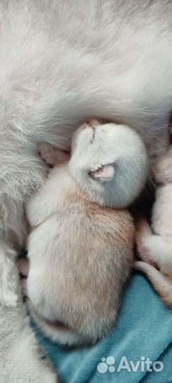 Шотландская шиншилла