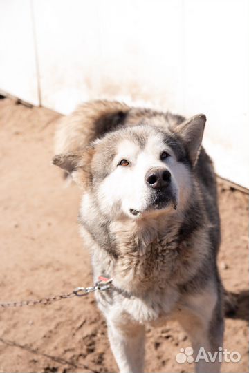 Отдам маламута