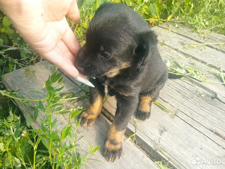 Маленькая собачка в дар