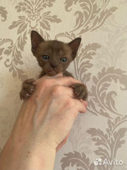 Бурманские котята